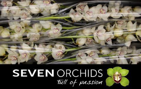 Cymbidium grootbloemig per tak 'Ice Bear'