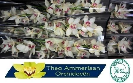 Cymbidium grootbloemig 'Ivory'