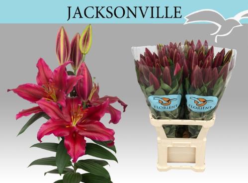 Lilium (Oriental Grp) 'Jacksonville'