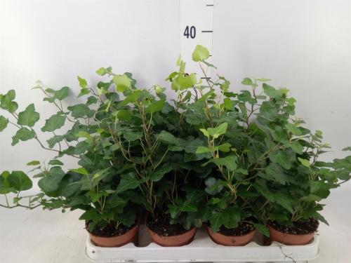 Hedera helix 'Wonder'
