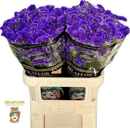 Limonium sinuatum 'Crystal Dark Blue'