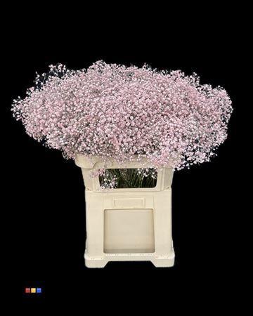 Gypsophila overig kleurbehandeld H%