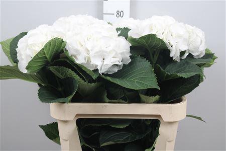 Hydrangea macrophylla 'Schneeball'
