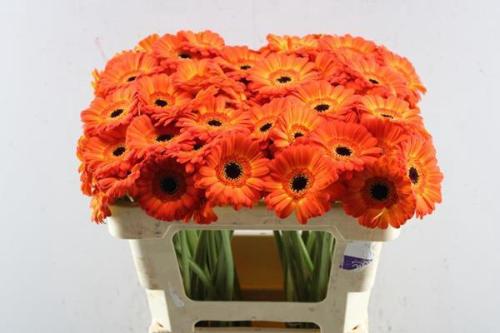 Gerbera mini Flamazing
