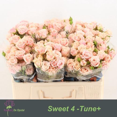 Rosa tros Sweet 4 Tune+