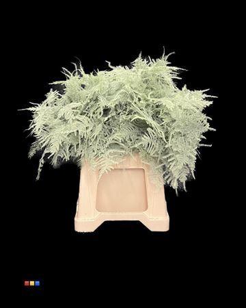 Asparagus overig kleurbehandeld H%