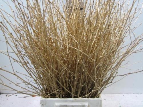 Betula kleurbehandeld H%