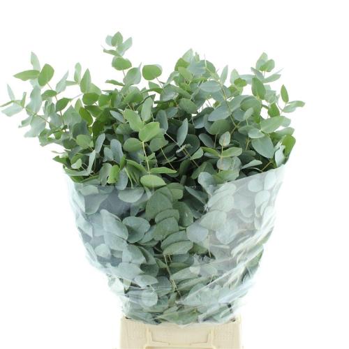 Eucalyptus per bos cinerea