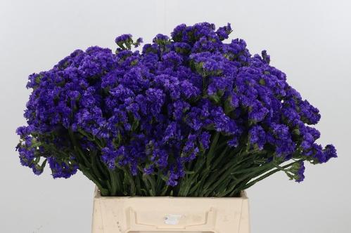 Limonium sinuatum Navy Sun Birds