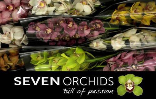 Cymbidium grootbloemig per tak gemengd