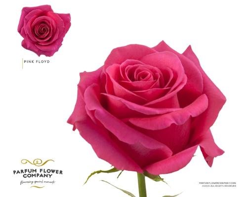 Rosa grootbloemig Pink Floyd!