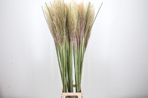 Cortaderia overig