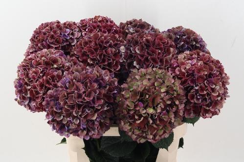 Hydrangea macrophylla Magical Ruby Glow (classic)
