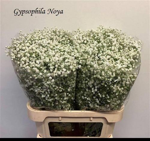 Gypsophila paniculata 'Noya'
