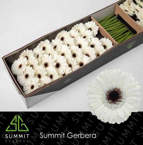 Gerbera mini Lido
