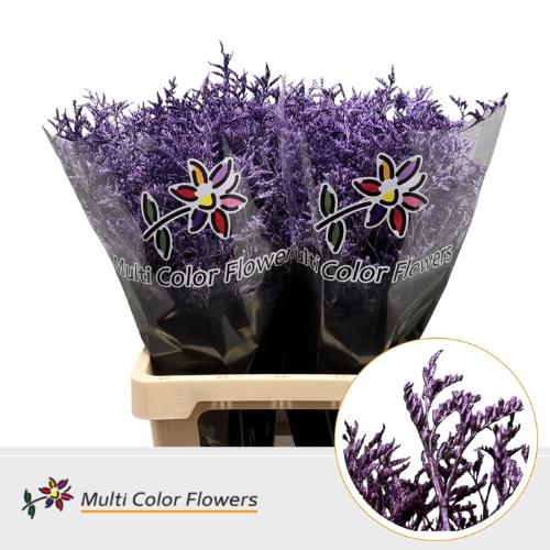 Limonium overig kleurbehandeld H%