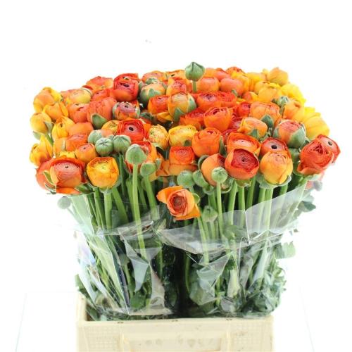 Ranunculus asiaticus 'Elegance Orange'