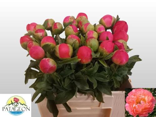 Paeonia Lactiflora Grp 'Coral Sunset'