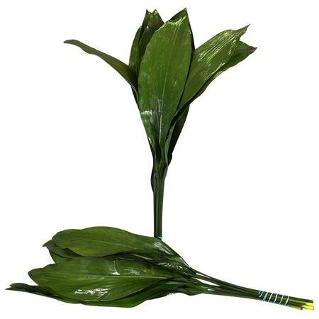 Aspidistra elatior per bos