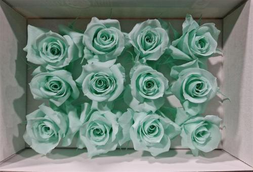 Rosa grootbloemig kleurbehandeld H%