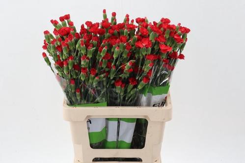 Dianthus 'Symply Love'