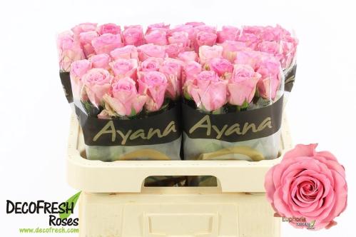 Rosa grootbloemig Euphoria