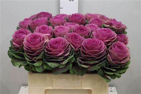 Brassica oleracea 'Red Crane'