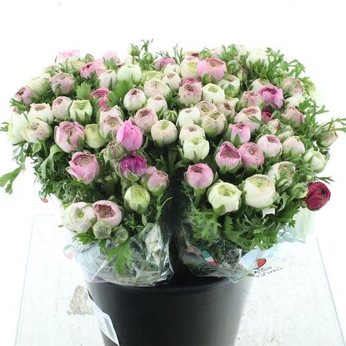 Ranunculus asiaticus 'Elegance White Sfumato'