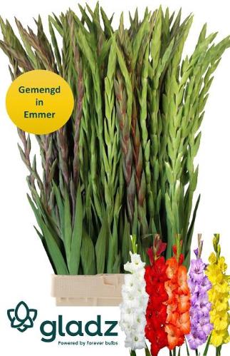 Gladiolus grootbloemig gemengd in bos