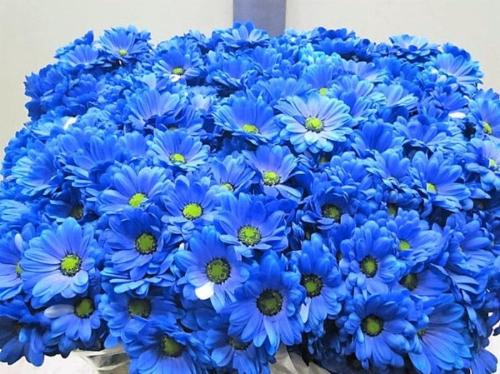 Chrysanthemum Indicum Grp tros kas kleurbehandeld H%