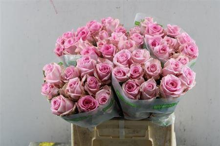 Rosa grootbloemig Jessika
