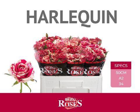 Rosa grootbloemig Harlequin