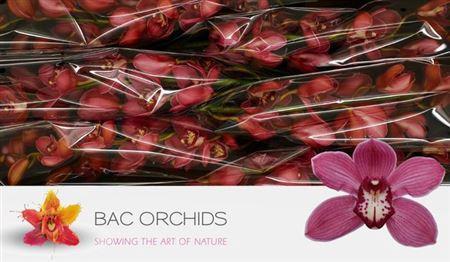 Cymbidium grootbloemig per tak 'Red Dream'