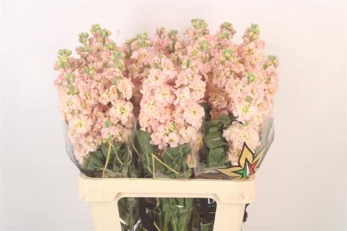 Matthiola incana 'Iron Apricot'