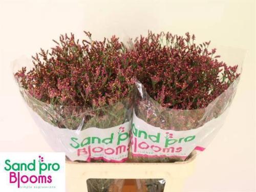 Limonium sinensis Scarlet Diamond