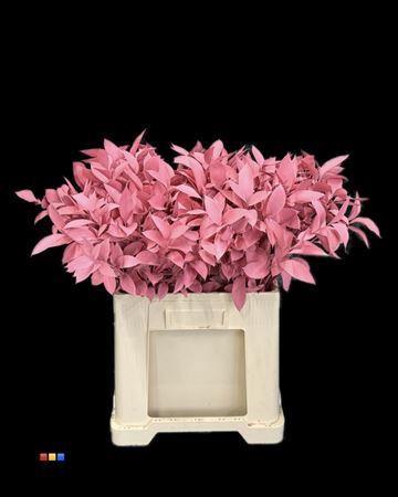 Ruscus kleurbehandeld H%