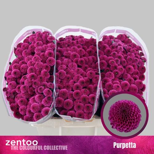 Chrysanthemum (Indicum Grp) tros santini AAA Purpetta