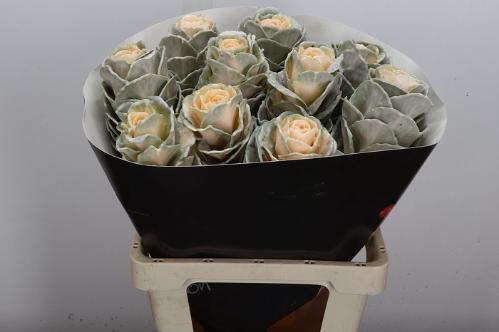 Brassica oleracea kleurbehandeld H%