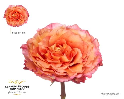 Rosa grootbloemig Free Spirit
