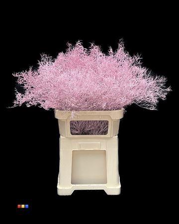 Limonium overig kleurbehandeld H%