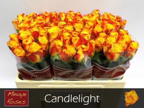Rosa  grootbloemig Candlelight