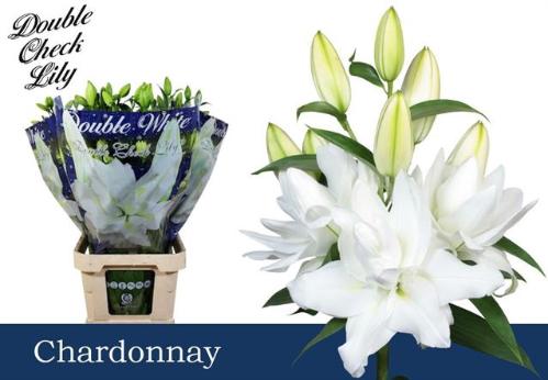 Lilium (Oriental Grp) dubbel 'Chardonnay'
