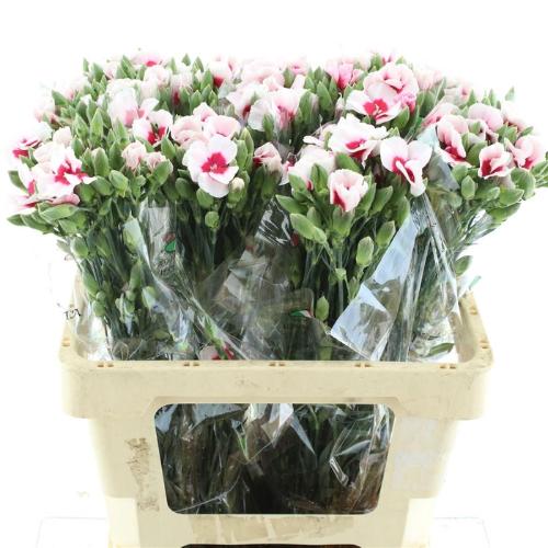 Dianthus tros overig