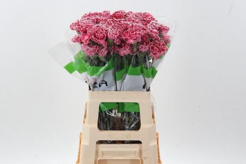 Dianthus standaard kleurbehandeld H%