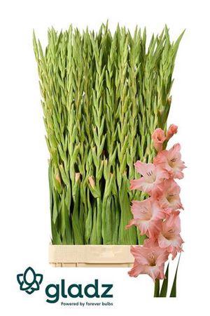 Gladiolus grootbloemig 'Karma'