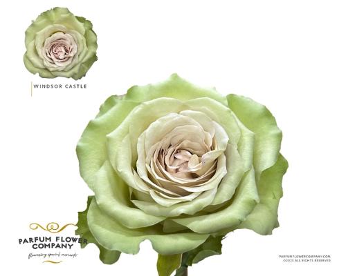 Rosa grootbloemig Windsor Castle