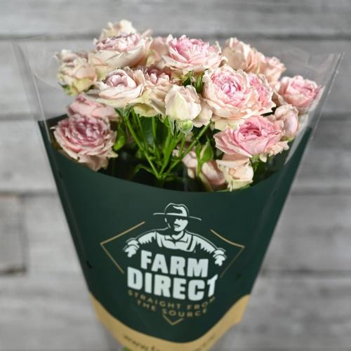 Rosa tros Candy Flow