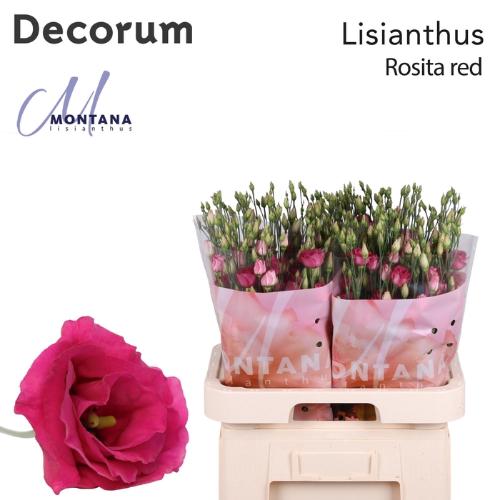 Eustoma russellianum gevuldbloemig 'Rosita Red'