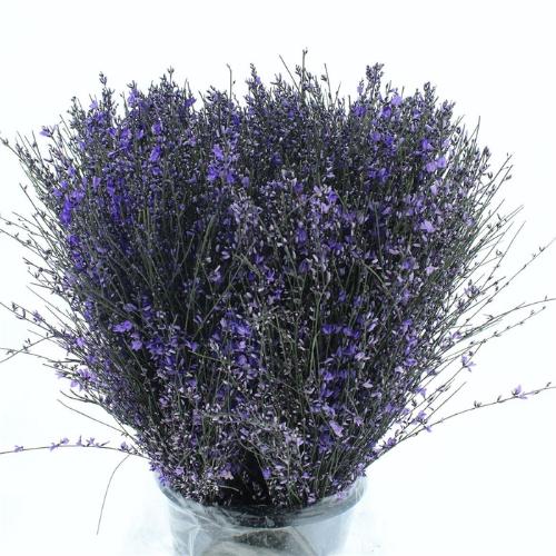 Genista kleurbehandeld H%