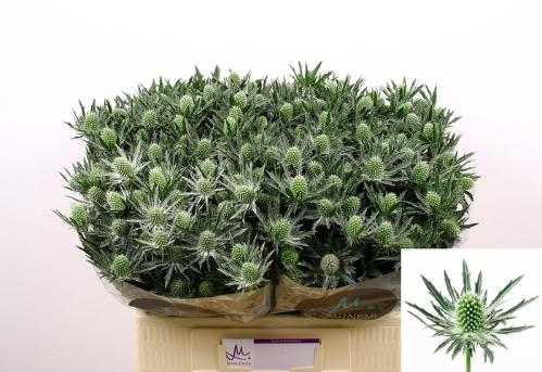 Eryngium Sirius Questar